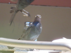 Euphagus cyanocephalus