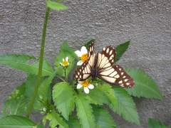 Catasticta nimbice