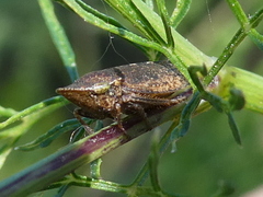 Aphrodes makarovi