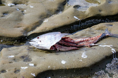 Thunnus