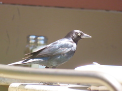 Euphagus cyanocephalus