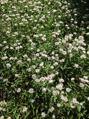 Monardella odoratissima pallida