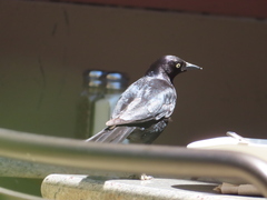 Euphagus cyanocephalus