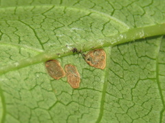 Phyllosticta parthenocissi