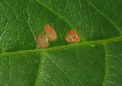 Phyllosticta parthenocissi