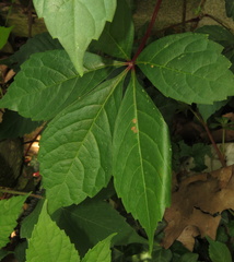 Phyllosticta parthenocissi