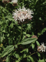 Monardella odoratissima pallida