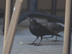 Euphagus cyanocephalus