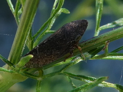 Aphrodes makarovi