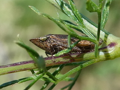 Aphrodes makarovi