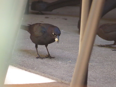 Euphagus cyanocephalus
