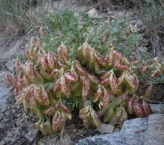 Astragalus whitneyi