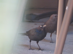 Euphagus cyanocephalus