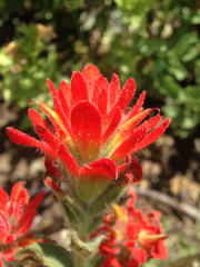 Castilleja affinis