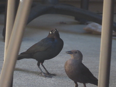 Euphagus cyanocephalus