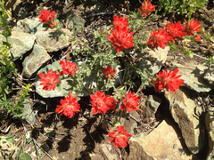 Castilleja affinis