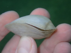 Leporimetis ephippium