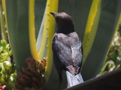Icteridae
