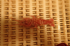 Stereomastis sculpta