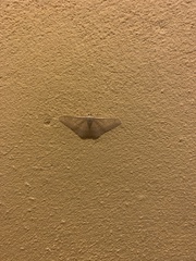 Geometridae
