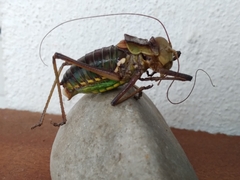 Neocallicrania barrosi