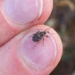 Mogulones geographicus