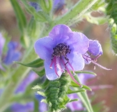 Mogulones geographicus