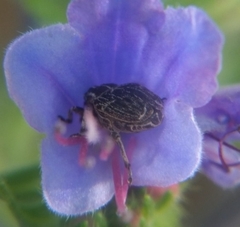 Mogulones geographicus