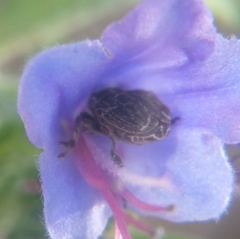 Mogulones geographicus