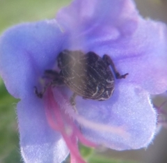 Mogulones geographicus