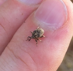 Mogulones geographicus