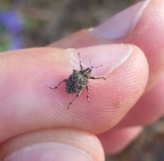 Mogulones geographicus