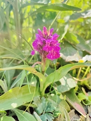 Dactylorhiza purpurella