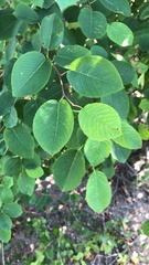 Amelanchier interior