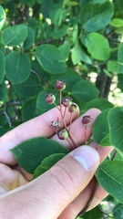 Amelanchier interior