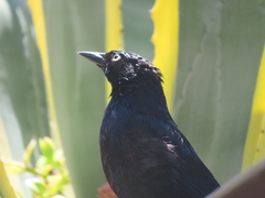 Euphagus cyanocephalus