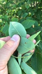 Amelanchier interior