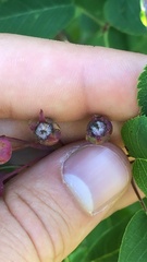 Amelanchier interior