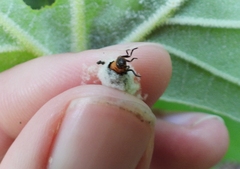 Neochlamisus platani