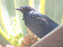 Euphagus cyanocephalus