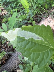 Calycomyza eupatorivora