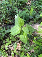 Calycomyza eupatorivora