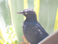 Euphagus cyanocephalus