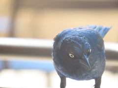 Euphagus cyanocephalus