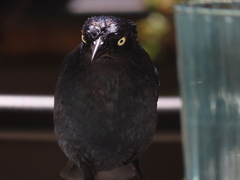 Euphagus cyanocephalus