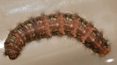 Anthela rubeola