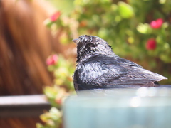 Euphagus cyanocephalus