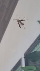 Polistes