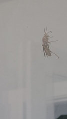 Polistes