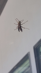 Polistes